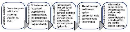 Impact of dhea(s) and cortisol on immune function in aging: Https Www Survivingmold Com Docs Understanding Cirs Editv2a Pdf