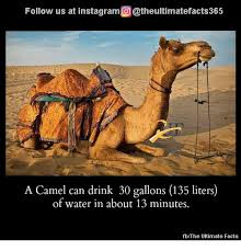 How much water can a camel drink at one time? Follow Us At Instagramo Theultimatefacts365 A Camel Can Drink 30 Gallons 135 Liters Of Water In About 13 Minutes Fbthe Ultimate Facts Facts Meme On Me Me