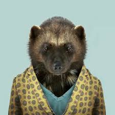 Wolverine Zoo Portraits Yago Partal Hayvan Ilham Ve Resimler