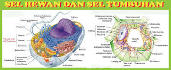 Di dalam sel hewan tidak terdapat dinding sel. Berbagi Pengertian Sel Hewan Dan Sel Tumbuhan Beserta Gambarnya