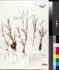 Image result for Digitaria appropinquata