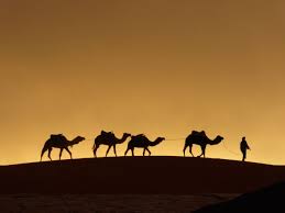 Right after packing the camels with everything you need for an awesome experience in the desert, we head towards a beautiful oasis in the middle of the erg. Pin On Wuste