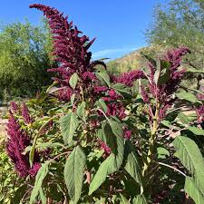 Image result for Amaranthus cruentus
