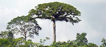 Image result for Ceiba