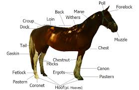 Equestrian Words Horses Horse Riding Tips Horse Lessons