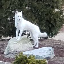 Abbie Our 3 Year Old White Siberian Husky White Siberian Husky Husky Siberian Husky