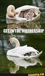 Swan Carries Her Cygnets Cute Animals Animals Funny Animals