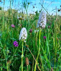Find & download free graphic resources for pyramidal orchid. Anacamptis Pyramidalis Var Albiflora Pyramidal Orchid White Variety