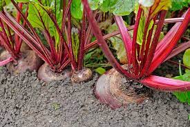 Check spelling or type a new query. Growing Beets Like Your Were Born A Beet Farmer