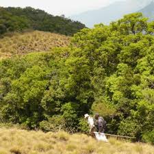 Image result for Helixanthera schizocalyx