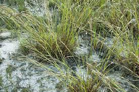 Image result for Heteropogon
