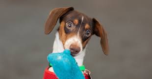 Maybe you would like to learn more about one of these? Pets And Marijuana Keeping Your Furry Friends Safe Aspca