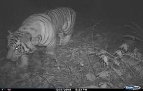 Reposts are welcome if you think you have a funnier name. In A First Tiger Spotted At 9 500 Feet In Sikkim