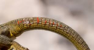 Mites can be very difficult to get rid of on snakes, but here's what you can do to help your scaly friend. Tick And Mite Infestation Of Reptiles Causes Signs Diagnosis And Treatment Petcoach