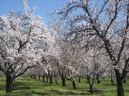 Maybe you would like to learn more about one of these? Best Time To See Almond Bloom In California 2021 When To See Rove Me