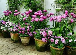 3 100 Likes 56 Comments Poshpedlar On Instagram The Glory Of Gardening Hands In The Dirt Head In The Sun Garden Containers Plants Flower Pots
