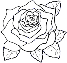 How To Draw Roses Opening In Full Bloom Step By Step Drawing Tutorial How To Draw Step By Step Drawing Tutorials Roses Drawing Rose Coloring Pages Flower Drawing Tutorials