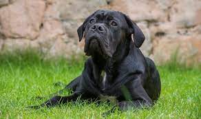 Some say yes some say no, regardless the breed standard has changed in europe years ago but has. Cane Corso Ear Cropping At What Age Ear Cropping Styles