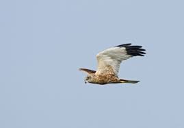 Raptors birds of prey uk. Identify Birds Of Prey The Wildlife Trusts