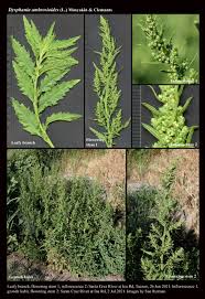 Image result for Dysphania