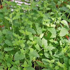 Erdbeerminze Krauter Pflanzen Garten Pflanzen Minze