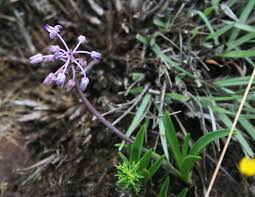 Image result for Ledebouria Unidentified sp. no6.
