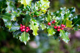 This plant has a number of other common names, including hummock holly, dune holly, and scrub holly. 18 Species Of Holly Plants