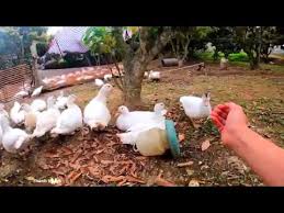 * heo rừng, nai, thỏ, chim sẻ, cút, bồ câu. Gia Vá»‹t Xiem Ngan Ä'a Ráº» Con Pháº£i Ban Láº» Vi Khong Ai Mua Buon Youtube