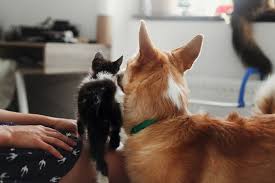 Dogs can ingest weed killer if they chew on a container of the stuff. Thc Toxicity In Dogs And Cats Aspca Pet Insurance