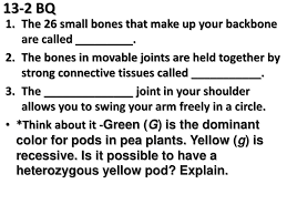 More bones equals more work and memory. 13 2 Bq The 26 Small Bones That Make Up Your Backbone Are Called Think About It Green G Is The Dominant Color For Pods In Pea Plants Yellow Ppt Download