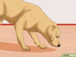 We did not find results for: 3 Ways To Recognize A Stroke In Dogs Wikihow