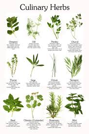 Culinary Herb Poster Culinary Herbs Herbs Indoors Medicinal Plants