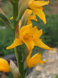 Image result for Salacia chlorantha