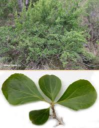 Image result for Dovyalis zeyheri