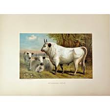 Image result for chillingham cattle