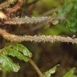 Image result for Trichomanes crispiforme