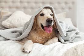 Let's take a look at the data. 40 Best Dog Quotes Cute Sweet Quotes About Dogs