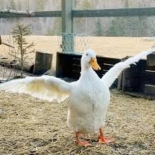 Pet Birds That Don T Fly Away When People Ask Me Why Our Ducks Don T Fly Away But Seriously Pekins Were Bred To Be Meat Ducks They Re One Of Duck Breeds Fresh Eggs Daily Keeping Ducks