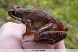 Ich glaube es ist wohl ein grasfrosch, welcher dort zum ablaichen angerückt ist und nun auf den 2. Froscharten Im Teich 7 Heimische Frosche In Deutschland Gartenlexikon De