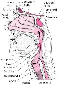 The nasal cavity refers to the interior of the nose, or the structure which opens exteriorly at the nostrils. Introduction To Nose And Sinus Disorders Ear Nose And Throat Disorders Merck Manuals Consumer Version