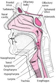 The fluid may be clear or mixed with blood (for example, in case of acute head injuries). Introduction To Nose And Sinus Disorders Ear Nose And Throat Disorders Merck Manuals Consumer Version