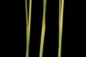 Image result for Sorghastrum incompletum