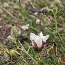 Image result for Hibiscus tridactylites