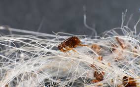 Tips to Keep Your Home Free of Fleas