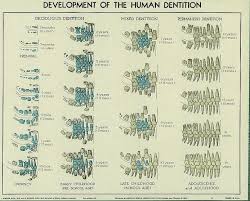 Development Of The Human Dentition From Your Pediatric Dentist Locator Dentists 4 Kids Www Dentists4kids Com D Pediatric Dental Dental World Dental Works