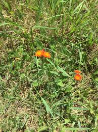 Image result for Cuscuta hyalina