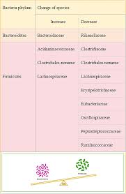 Image result for Bacteroidaceae