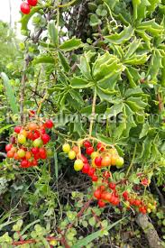 Image result for Cyphostemma congestum