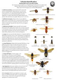 Scheda Identificativa Degli Insetti Nemici Delle Api Apicoltore Moderno Insetti Nemici Api