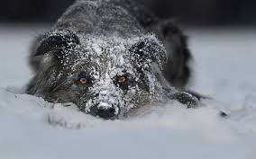Winterbilder tiere als hintergrundbild : Download Wallpapers Border Collie Pets Dog Snow Winter Cute Animals Besthqwallpapers Com Ausgestopftes Tier Hunde Tier Wallpaper